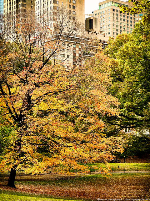 Automne à  Central Park 
Central Park, New-York, USA
Mots-clés: cadrage_vertical automne