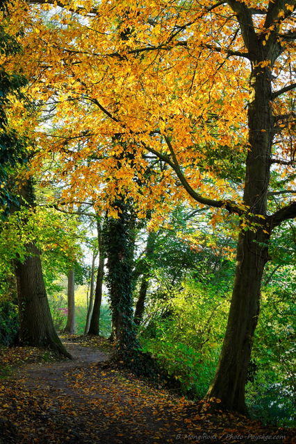 Automne sur un sentier au bord de la Marne
Les couleurs de l'automne
Mots-clés: Categ_riv_Marne automne sentier cadrage_vertical