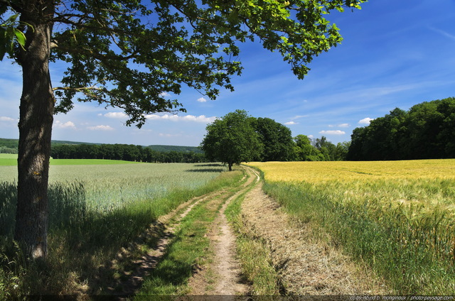 Un arbre au bord d'un chemin de campagne.
Balade en campagne (Essonne).
Mots-clés: printemps campagne champs essonne ile-de-france chemin_a_travers_champs ensoleillÃ© campagne_francilienne les_plus_belles_images_de_nature