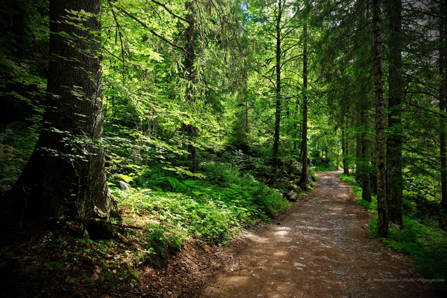 Balade en forêt
Vallée du lac de Montriond, Haute-Savoie
Mots-clés: categ_ete chemin foret_alpes