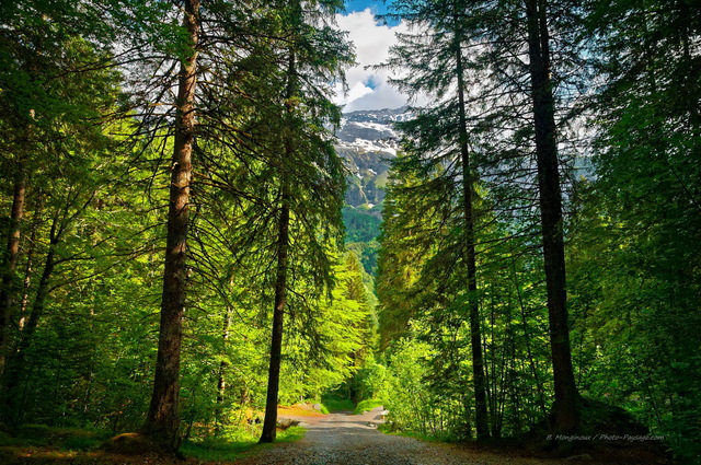 Un chemin au coeur de la forêt centenaire, avec en arrière plan les neiges éternelles sur les sommets alpins
Cirque du Fer-à -Cheval, Sixt-Fer-à -Cheval, Haute-Savoie, France
Mots-clés: Sixt-Fer-a-Cheval haute-savoie montagne categ_ete chemin HDR conifere les_plus_belles_images_de_nature