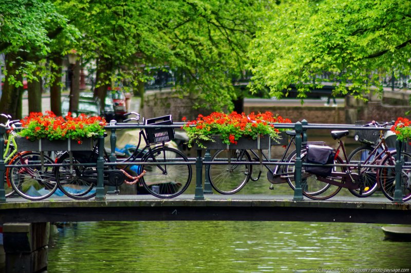 Vélos à Amsterdam sur une passerelle au-dessus d'un canal
Amsterdam, Pays-Bas
Mots-clés: amsterdam pays-bas hollande paysage_urbain pont canal canaux velo fleurs les_plus_belles_images_de_ville