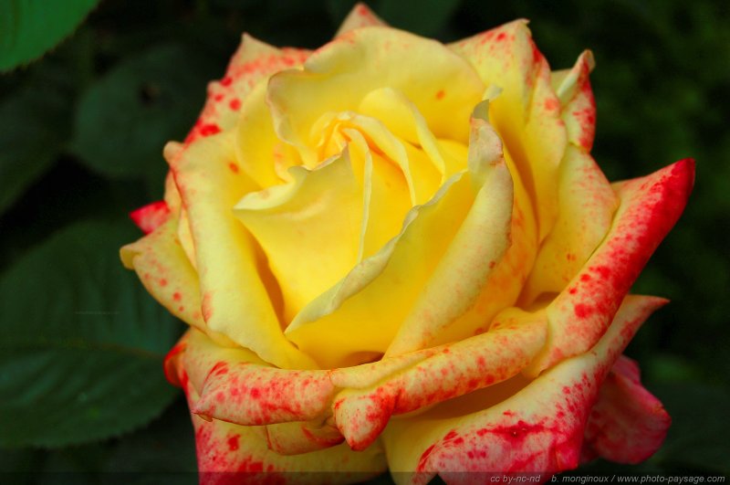 Belle rose
Mots-clés: rose fleurs printemps