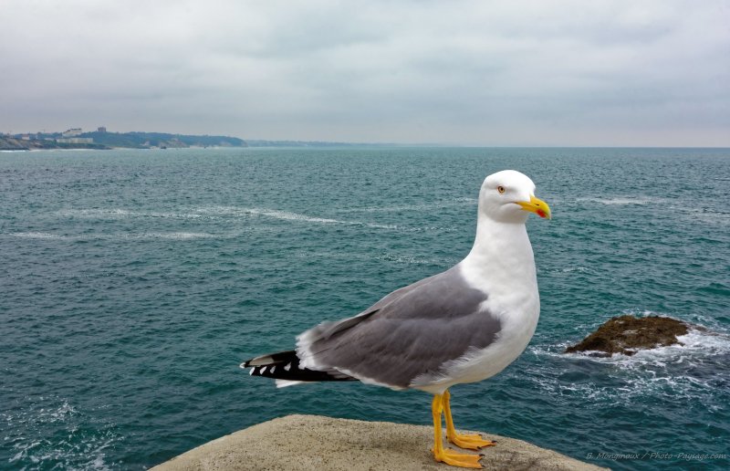 Biarritz, un goéland au bord de l'océan
Biarritz, côte basque
Mots-clés: biarritz oiseau goeland regle_des_tiers