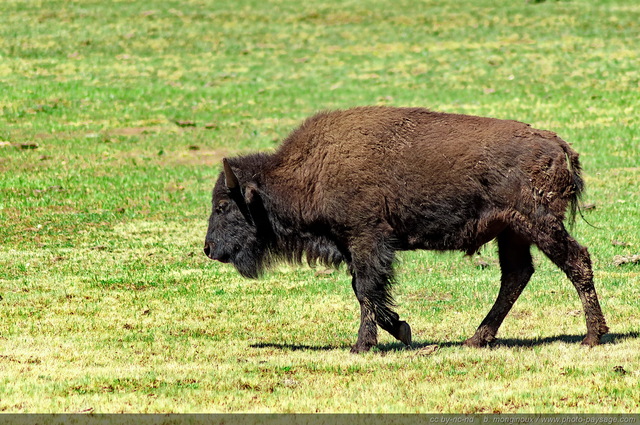 Bison d'Amérique du nord
Parc National du Grand Canyon (North Rim), Arizona, USA
Mots-clés: north-rim arizona usa nature montagne categ_ete categ_animal