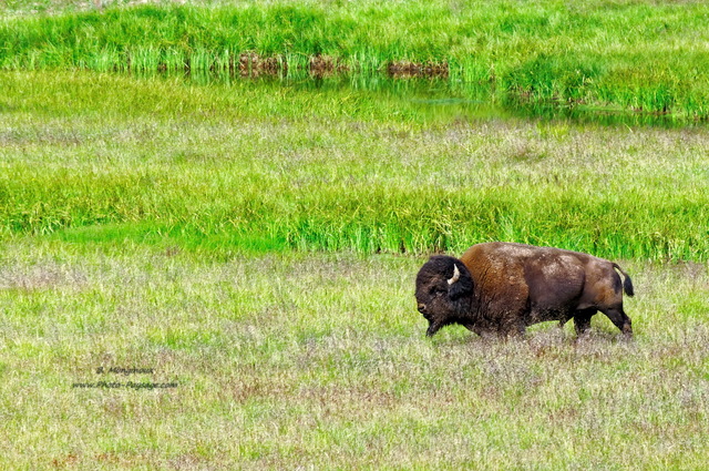 Bison au bord de la rivière de la Yellowstone
Hayden valley, parc national de Yellowstone, Wyoming, USA
Mots-clés: yellowstone wyoming usa categ_animal prairie bison