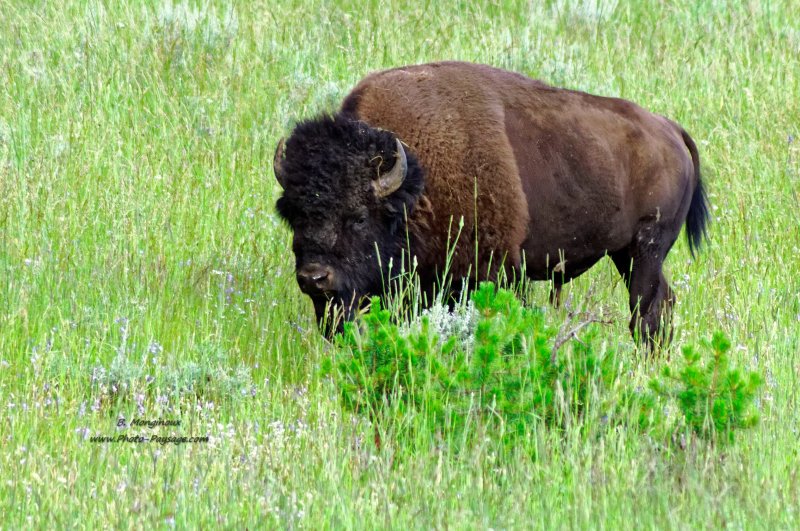 Bison dans le parc national de Yellowstone
Hayden valley, parc national de Yellowstone, Wyoming, USA
Mots-clés: yellowstone wyoming usa categ_animal prairie bison