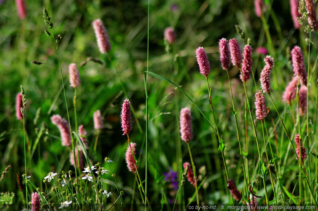 Bistortes
Pays des Ecrins (Hautes-Alpes)
Mots-clés: fleur-de-montagne alpes_ecrins montagne nature categ_ete