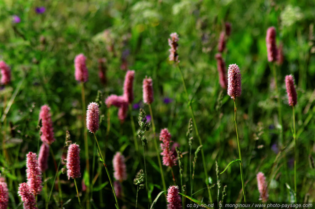 Bistortes dans une prairie
Pays des Ecrins (Hautes-Alpes)
Mots-clés: fleur-de-montagne alpes_ecrins montagne nature categ_ete