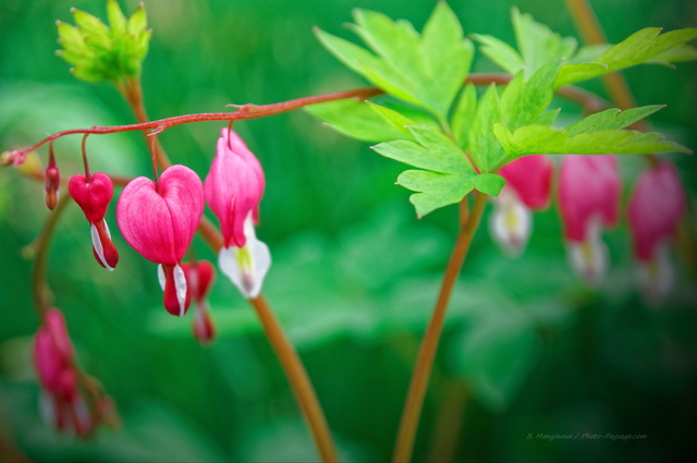 CÅ“ur de Marie (ou Bleeding Heart)
De magnifiques petites fleurs en forme de cÅ“ur photographiées dans les allées de Central Park à  Manhattan.
New-York, USA
Mots-clés: autres_fleurs printemps regle_des_tiers