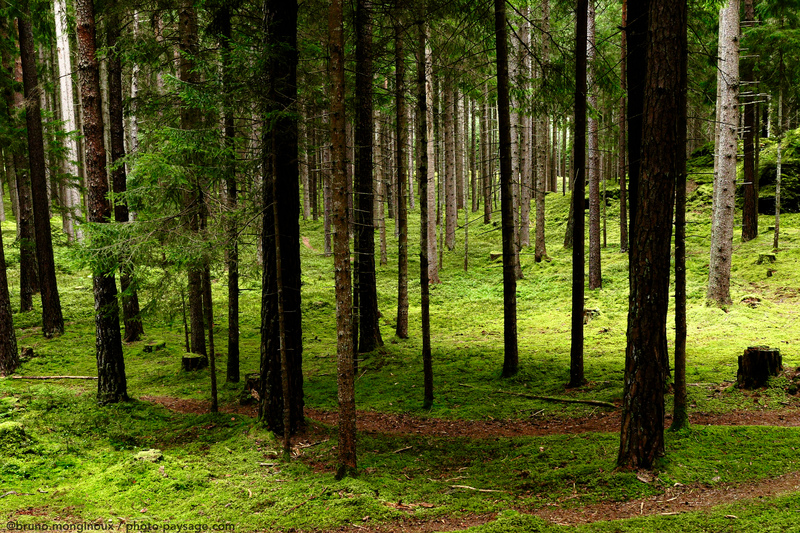 Un grand bol de nature dans une forêt autrichienne 
Igls, Innsbruck, Tyrol, Autriche
Mots-clés: Autriche conifere sentier mousse categ_ete