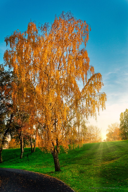 Un bouleau en automne
Les couleurs de l'automne
Mots-clés: automne bouleau cadrage_vertical