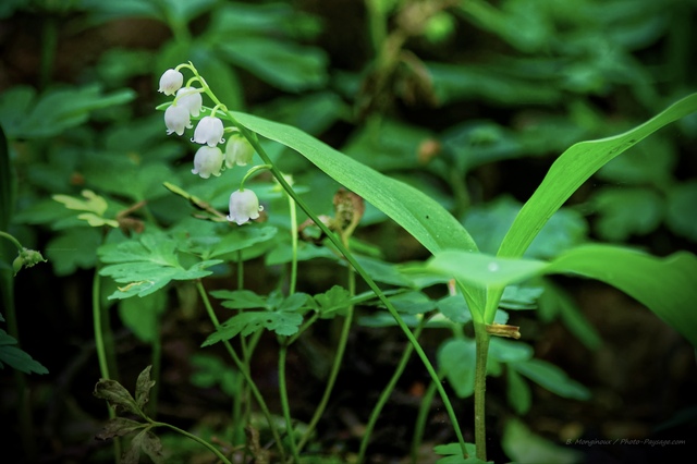 Brin de muguet sauvage photographié un 1er mai dans les sous-bois
Forêt de Ferrières, Seine et Marne
Mots-clés: muguet printemps