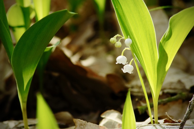 Muguet - Brin de muguet sauvage - Photo-Paysage.com Photo-Paysage.com