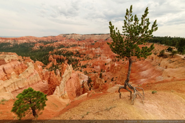 Rude vie pour cet arbre qui s'accroche au bord de la falaise du bout de ses racines
Sunrise Point, Bryce Canyon National Park, Utah, USA
Mots-clés: usa bryce_canyon utah etats-unis hoodoo categ_ete montagne_usa arbre_remarquable arbre_seul