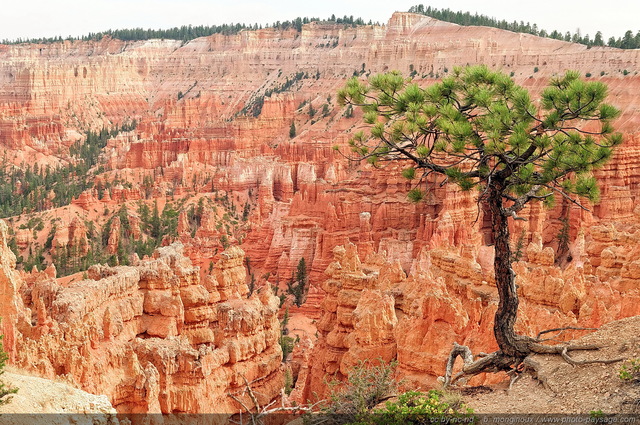 Bryce Canyon  - Un arbre au bord de Sunset Point
Bryce Canyon National Park, Utah, USA
Mots-clés: bryce_canyon utah usa nature hoodoo categ_ete conifere montagne_usa arbre_seul