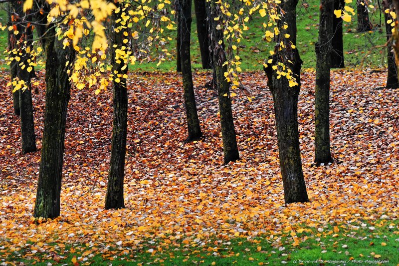 C'est l'automne
[Photos d'automne]
Mots-clés: automne feuilles_mortes