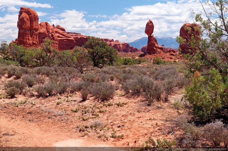 De nombreux petits cactus recouvrent le sol de ce désert 
En arrière plan : le rocher suspendu de Balanced Rock

Arches National Park, Utah, USA
Mots-clés: utah usa categ_ete desert cactus