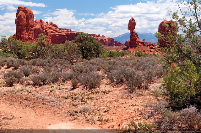 De nombreux petits cactus recouvrent le sol de ce désert 
En arrière plan : le rocher suspendu de Balanced Rock

Arches National Park, Utah, USA
Mots-clés: utah usa categ_ete desert cactus