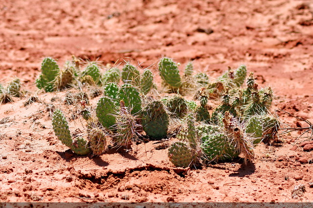 Cactus dans le sable du désert
Arches National Park, Utah, USA
Mots-clés: utah usa categ_ete desert cactus