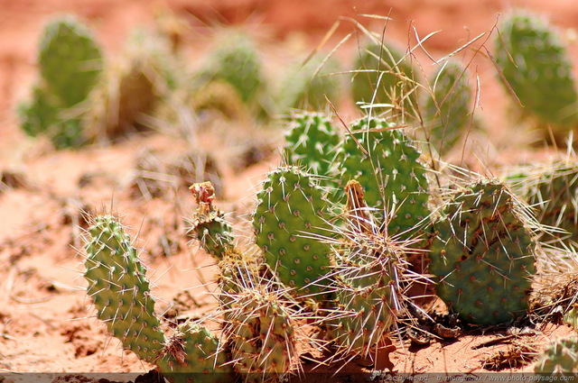 Cactus dans l'Utah
Arches National Park, Utah, USA
Mots-clés: utah usa categ_ete desert cactus