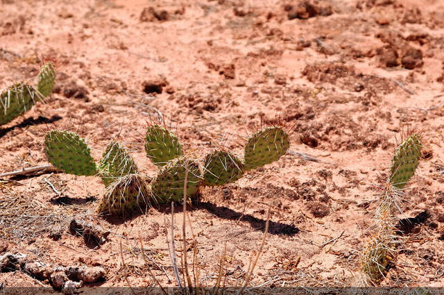 Cactus dans Arches National Park  - 4
Arches National Park, Utah, USA
Mots-clés: utah usa categ_ete desert cactus