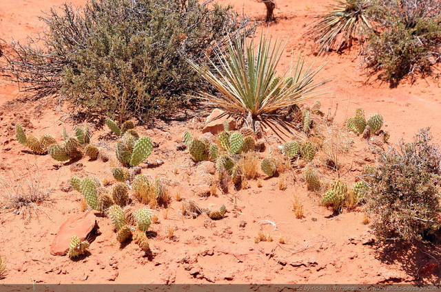 Cactus et végétation dans le sol aride du désert
Arches National Park, Utah, USA
Mots-clés: utah usa categ_ete desert cactus