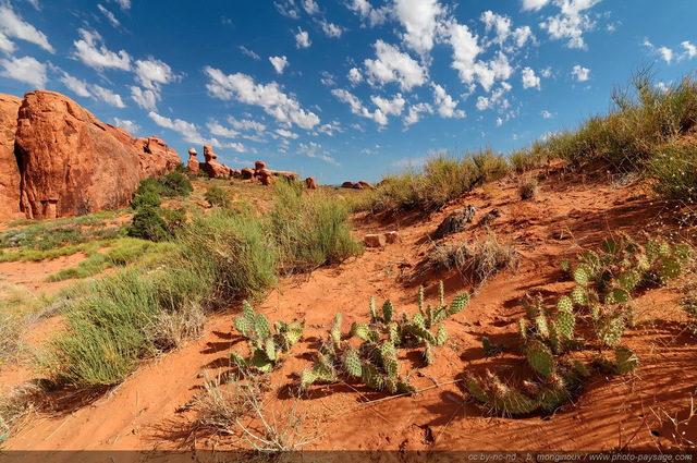 Une végétation adaptée au manque d'eau et à  la chaleur extrême
Arches National Park, Utah, USA
Mots-clés: utah usa categ_ete desert cactus
