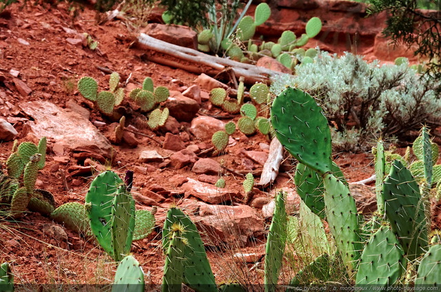 Cactus dans Zion National Park - 1
Zion National Park, Utah, USA
Mots-clés: zion utah usa cactus categ_ete desert