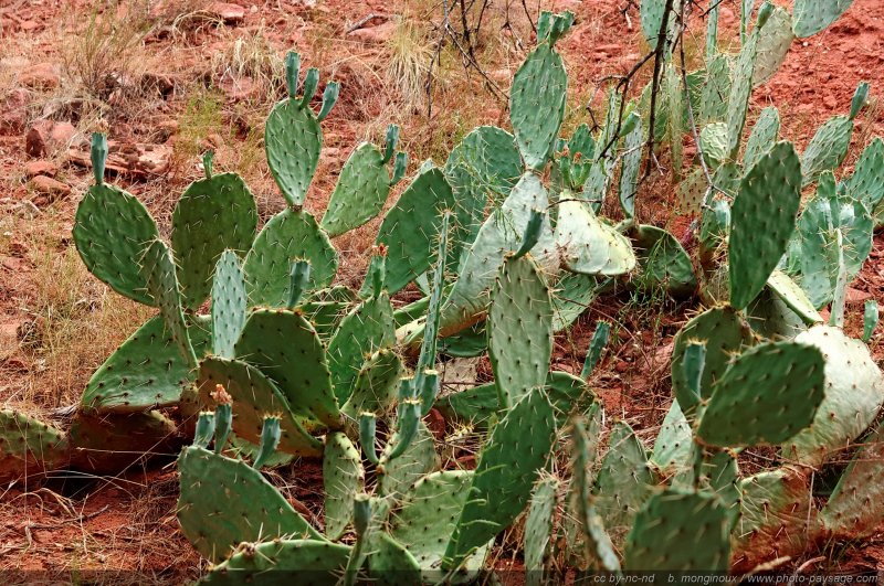 Cactus dans Zion National Park - 2
Zion National Park, Utah, USA
Mots-clés: zion utah usa cactus categ_ete desert