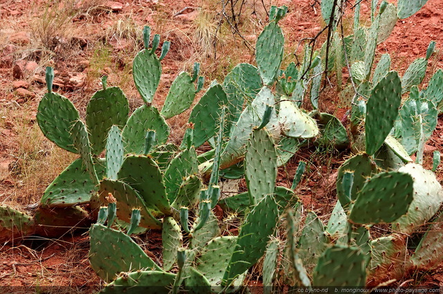 Cactus dans Zion National Park - 2
Zion National Park, Utah, USA
Mots-clés: zion utah usa cactus categ_ete desert