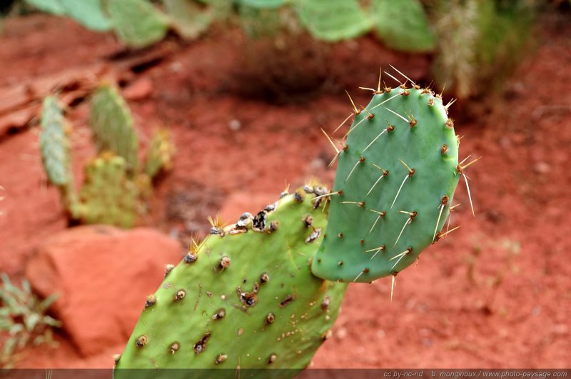 Cactus 
Zion National Park, Utah, USA
Mots-clés: zion utah usa cactus categ_ete desert