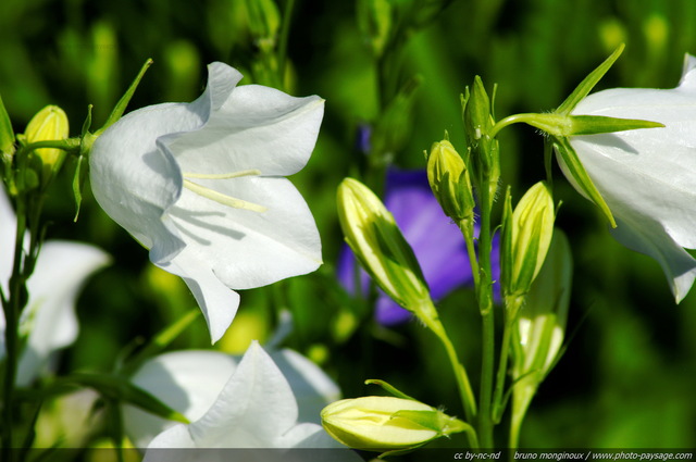 Campanule à  feuille de pêcher blanche
Mots-clés: fleurs printemps campanule