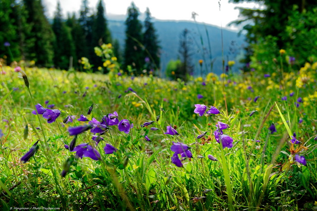 Campanules à  la montagne
Paysage savoyard
Mots-clés: alpes categ_ete fleur-de-montagne campanule prairie champs_de_fleurs les_plus_belles_images_de_nature