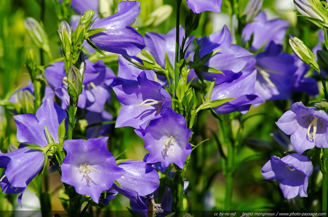 Campanules à  feuilles de pêcher
Mots-clés: fleurs printemps campanule