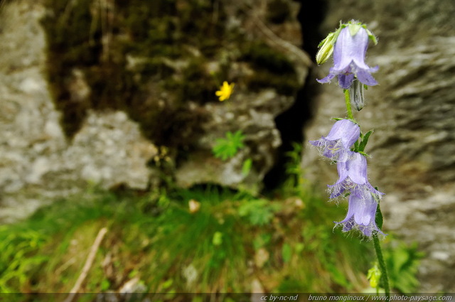 Campanules barbues
Alpes autrichiennes
Mots-clés: montagne Alpes_Autriche fleur-de-montagne categ_ete fleurs fleur-sauvage fleur_sauvage nature campanule