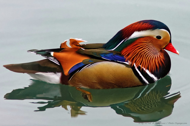 Canard mandarin
[Les bords de Marne]
Mots-clés: oiseau canard