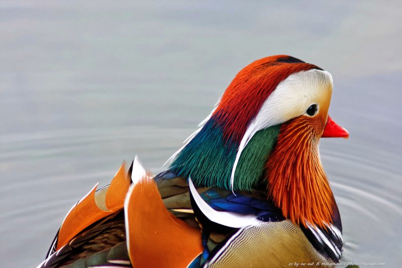 Magnifiques plumes colorées d'un canard mandarin mâle
[Les bords de Marne]
Mots-clés: oiseau canard regle_des_tiers