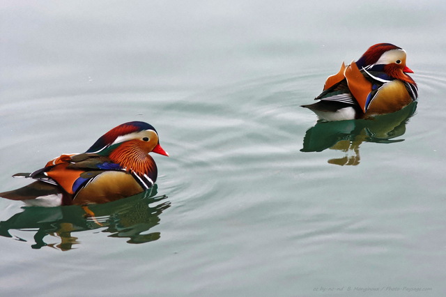 2 canards mandarins
[Les bords de Marne]
Mots-clés: oiseau canard