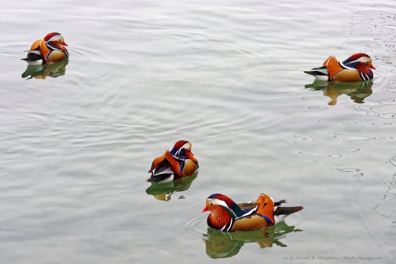 Des canards mandarins qui nagent dans la Marne
[Les bords de Marne]
Mots-clés: oiseau canard