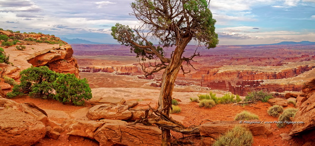 Panorama sur Canyonlands vu depuis le sentier qui longe le bord de la falaise
(assemblage panoramique HD)
Island in the sky, Canyonlands National Park, Utah, USA
Mots-clés: canyonlands utah desert categ_ete usa photo_panoramique conifere arbre_seul