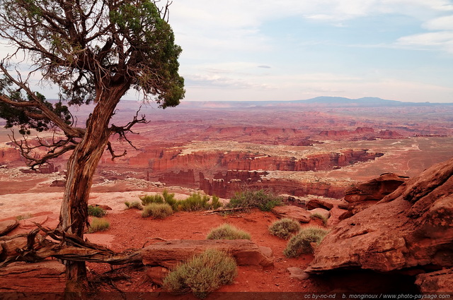 Canyonlands  - un arbre au bord du precipice & face à un panorama grandiose
Island in the sky, Canyonlands National Park, Utah, USA
Mots-clés: canyonlands utah usa desert montagne_usa