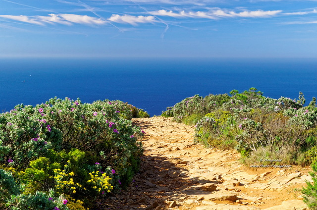 Cassis : Sentier au bord des falaises Soubeyranes (Cap Canaille)
Cassis,  Bouches-du-Rhône
Mots-clés: cassis calanques littoral provence mer mediterranee sentier falaise autres_fleurs printemps