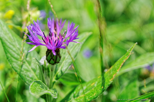 Centaurée sur le bord d'un chemin de randonnée du Vercors
[Montagnes du Vercors]
Mots-clés: categ_ete fleur-de-montagne