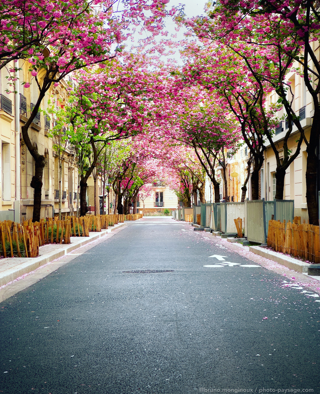  Cerisiers en fleurs dans une rue de Vincennes 
Val de Marne
Mots-clés: Vincennes plus_belles_images_de_printemps printemps cerisier arbre_en_fleur cadrage_vertical les_plus_belles_images_de_ville