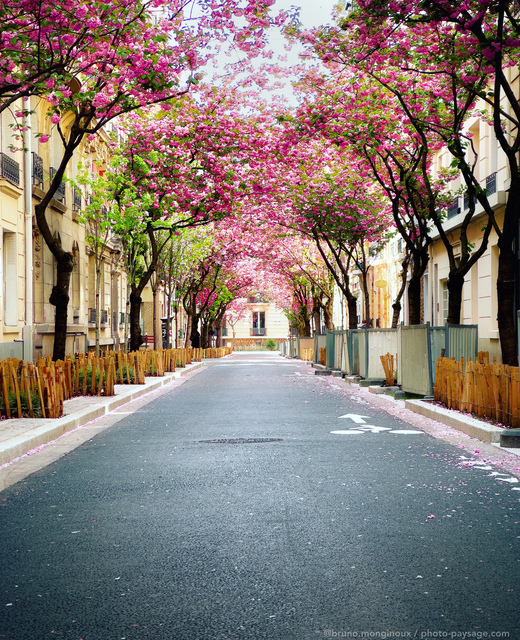  Cerisiers en fleurs dans une rue de Vincennes 
Val de Marne
Mots-clés: Vincennes plus_belles_images_de_printemps printemps cerisier arbre_en_fleur cadrage_vertical les_plus_belles_images_de_ville