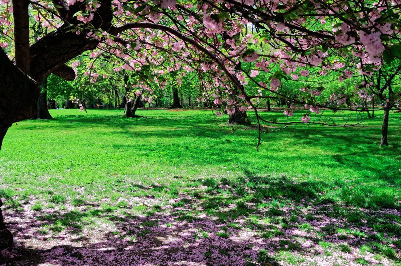 Sous un cerisier en fleurs dans Central Park
Manhattan, New-York, USA
Mots-clés: Manhattan New-York USA printemps cerisier arbre_en_fleur