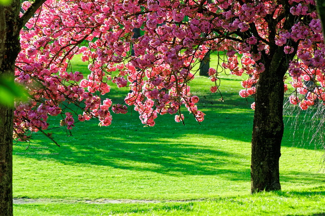 Un magnifique cerisier en fleurs
[Images de printemps]
Mots-clés: printemps cerisier herbe pelouse plus_belles_images_de_printemps