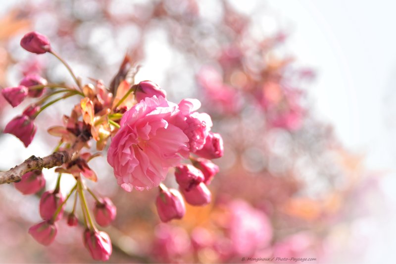Cerisier japonais en fleurs
C'est le printemps !
Mots-clés: arbre_en_fleur cerisier plus_belles_images_de_printemps