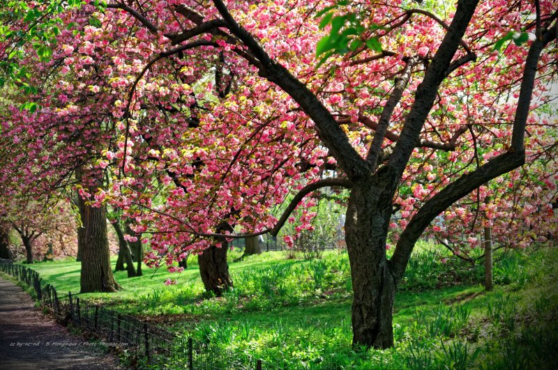 Cerisiers en fleurs dans Central Park -  2
Manhattan, New-York, USA
Mots-clés: new-york usa arbre_en_fleur printemps plus_belles_images_de_printemps